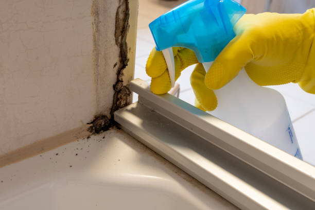 Best Post-Flood Mold Remediation in Maple Bluff, WI