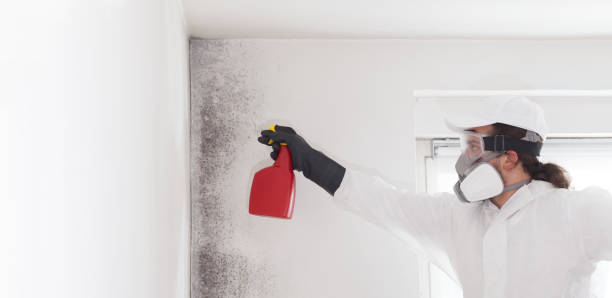 Best Black Mold Remediation in Maple Bluff, WI